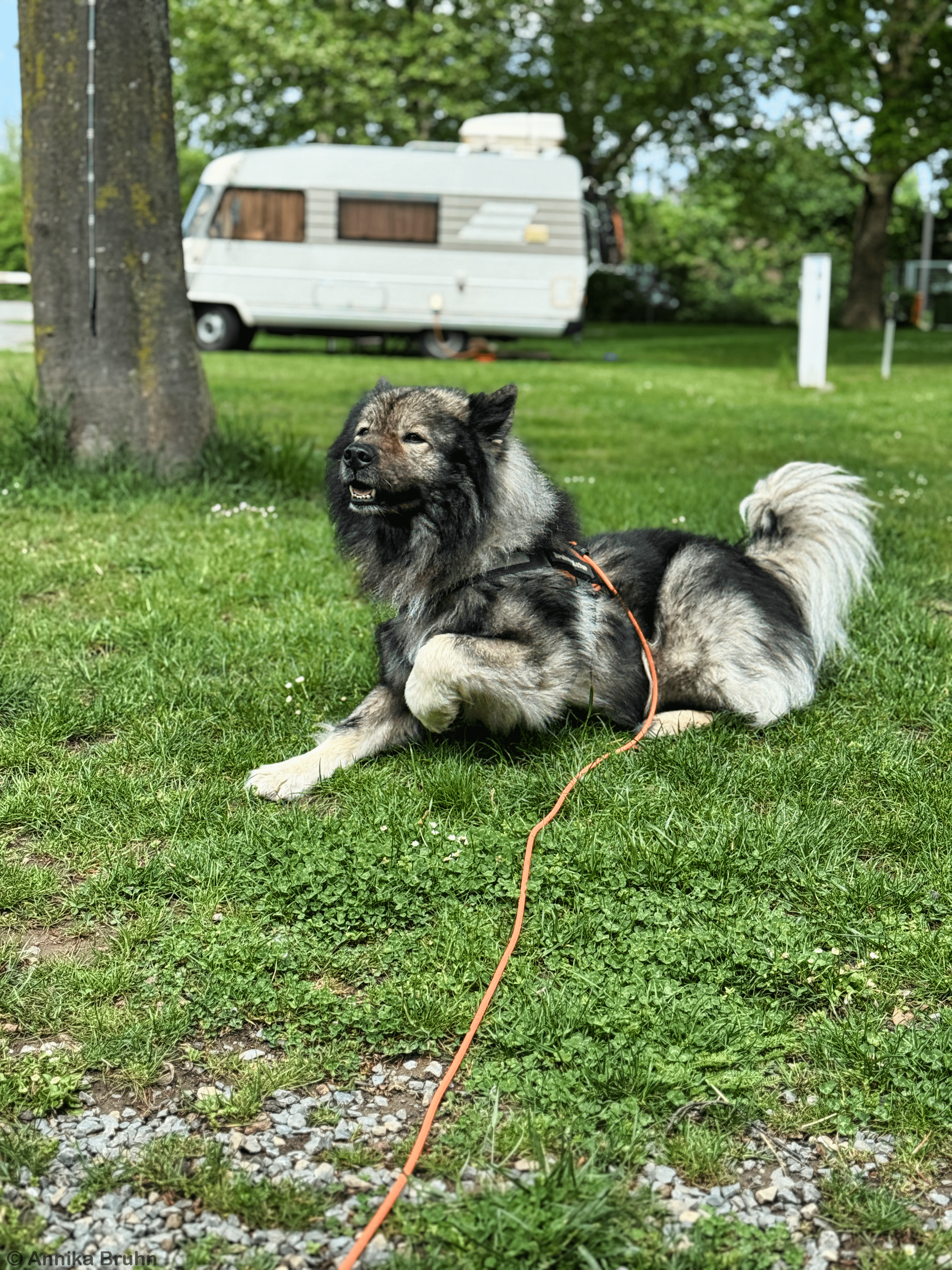 Q mein kleiner Schatz